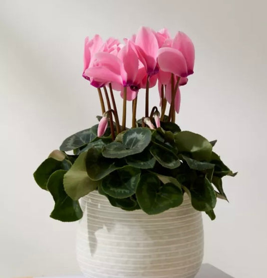 Cyclamen pot plant