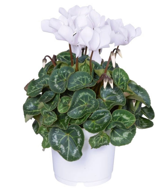 Cyclamen pot plant