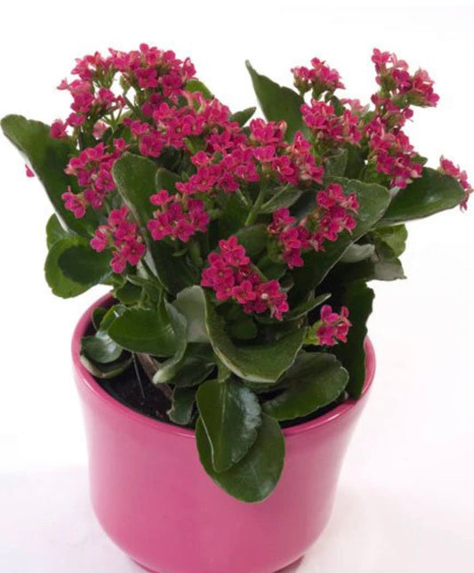 Kalanchoe pot plant