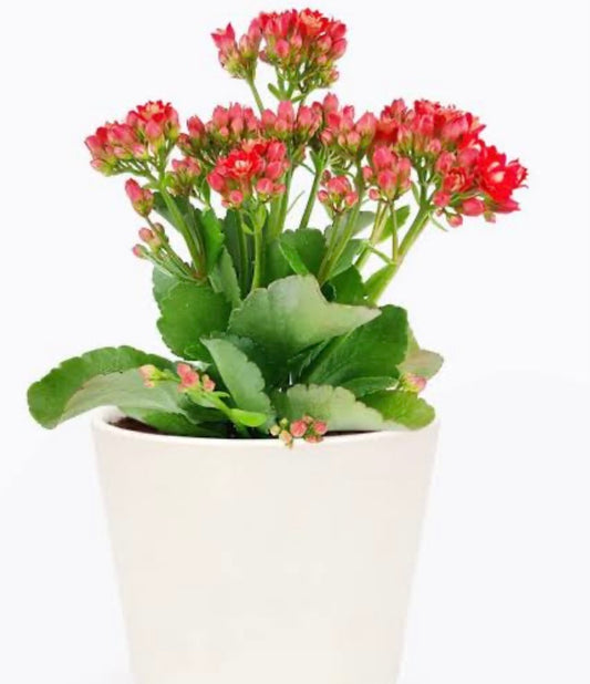 Kalanchoe pot plant