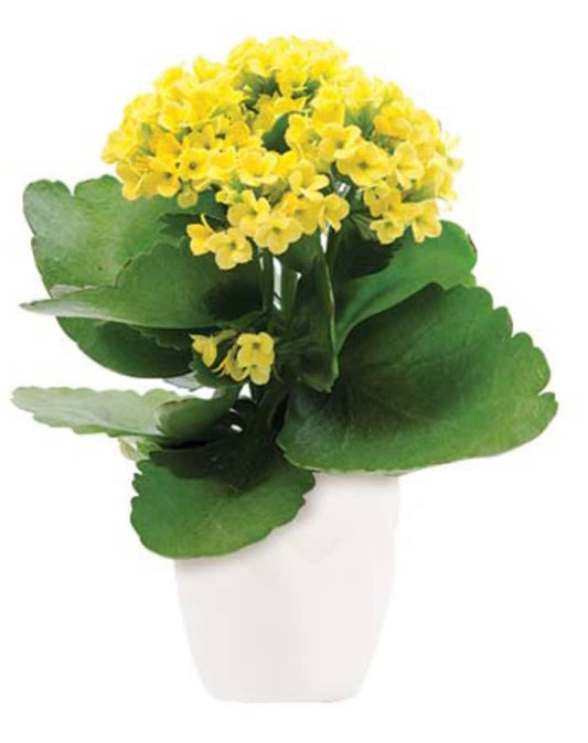 Kalanchoe pot plant